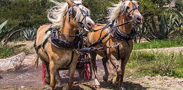  Carrozza a cavalli 