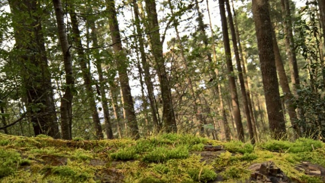 Bosque San Miguel Regla
