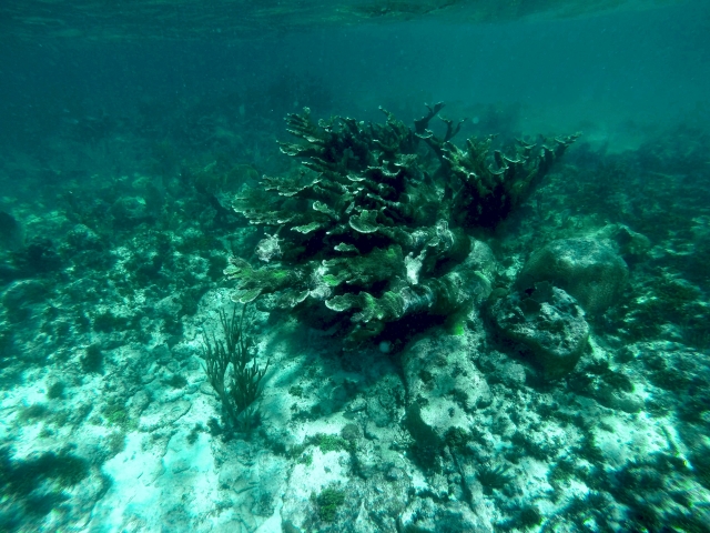 coral cuerno de alce