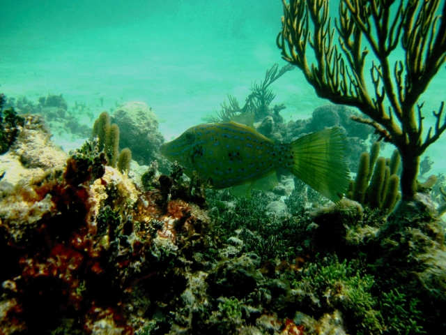snorkeling tour in soliman bay