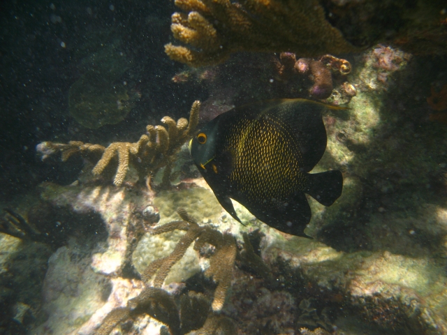 french angel fish