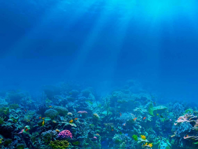  Arrecife do mar do Caribe 