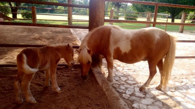  horses