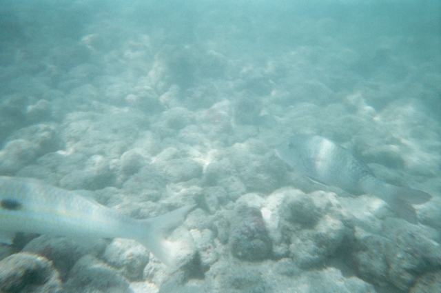  de la beauté de la mer 
