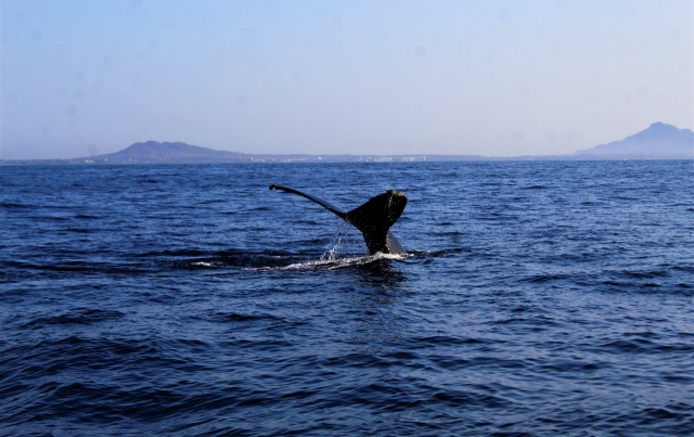 Whale watching 