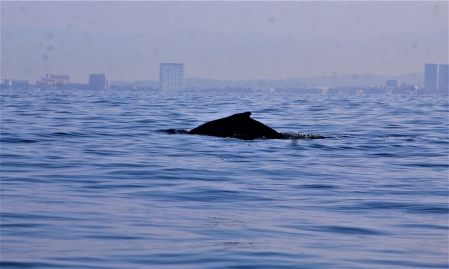  Enjoy the whales 