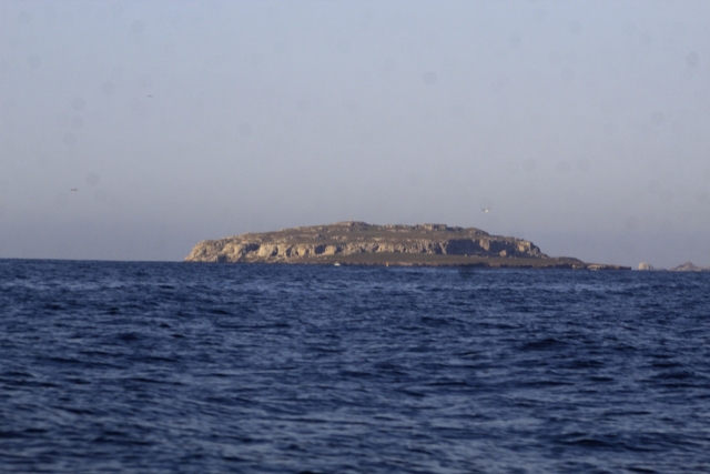  Whales in the distance 
