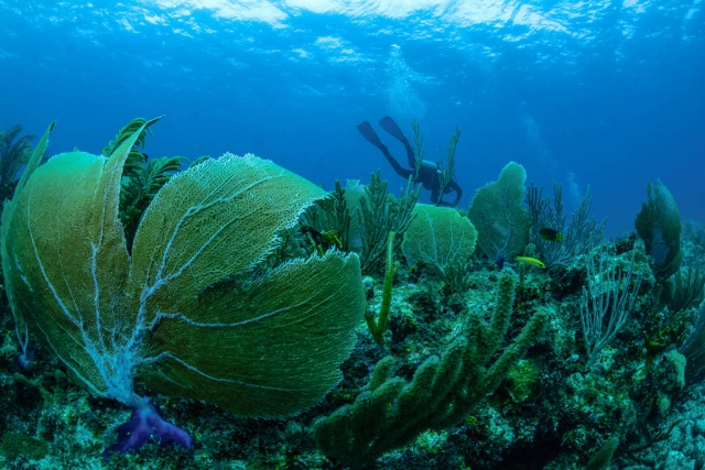  海洋生物 