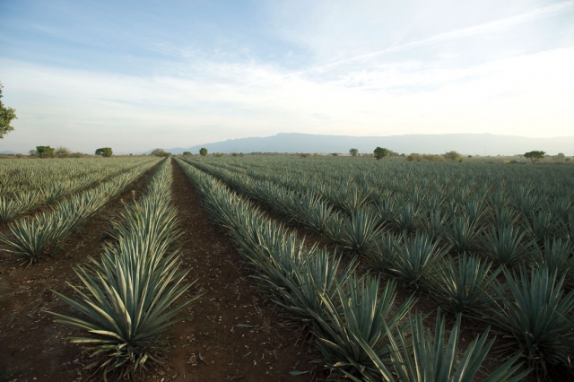 Ruta del tequila Jalisco