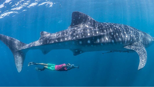  swim with sharks in the riviera 