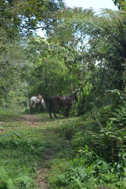 horseback riding in Cuetzalan 