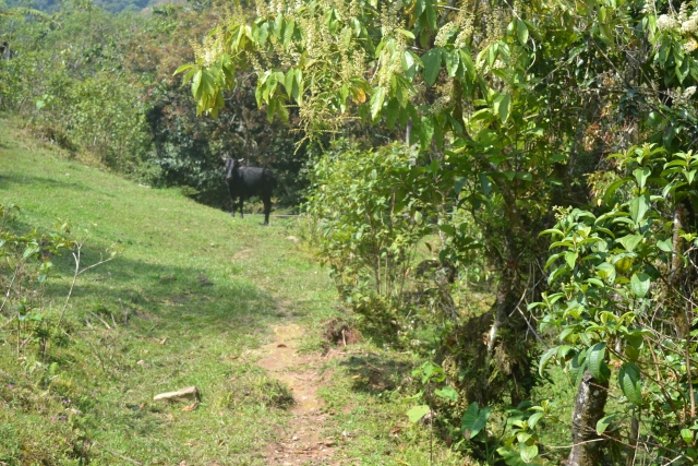  camitanas in the forests of Mexico 
