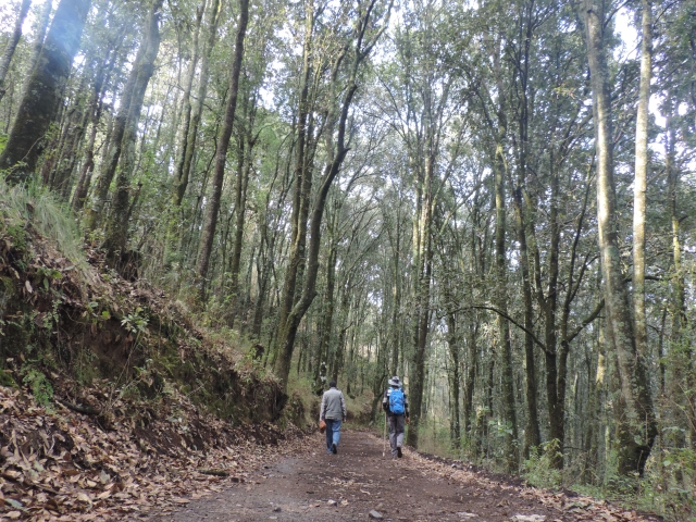  Caminhando pelas florestas do México 