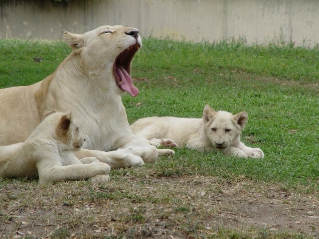 Acampa rodeado de animales en el Zoologico
