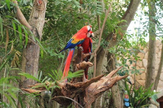 si lo tuyo son las aves nuestras Guacamayas te encantaran
