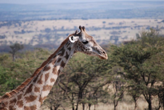  The giraffes of the zoo awaits you 