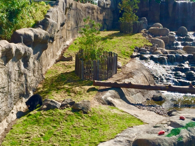  hundreds of animals await you 