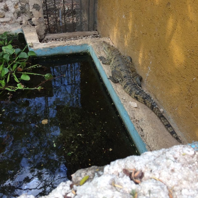 令人印象深刻的鳄鱼