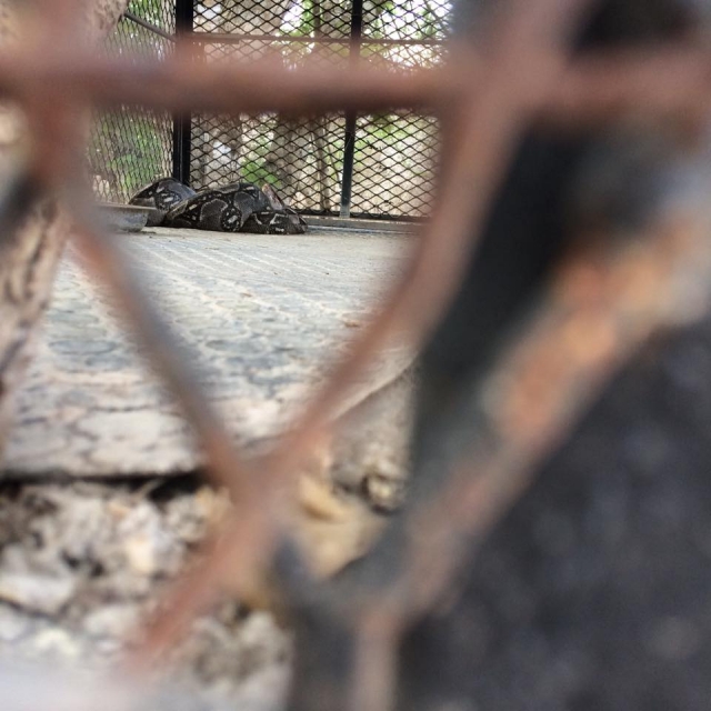 近距离观看鳄鱼