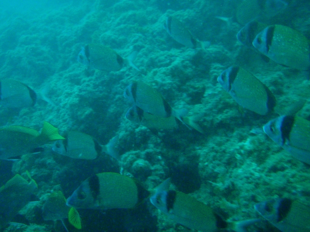  Aussicht beim Tauchen 