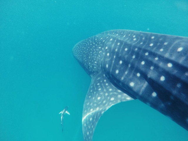  specie impressionanti 