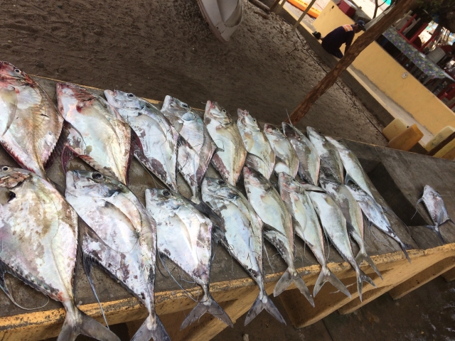Fisch 