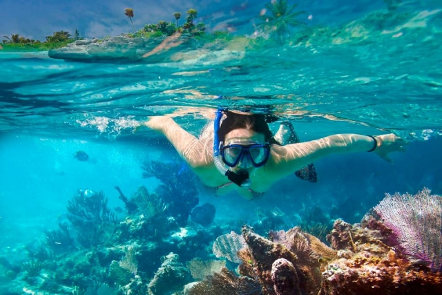  snorkeling with whales 