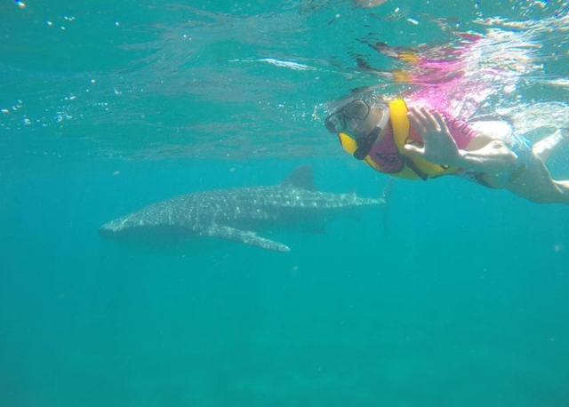  Nada com o tubarão baleia 