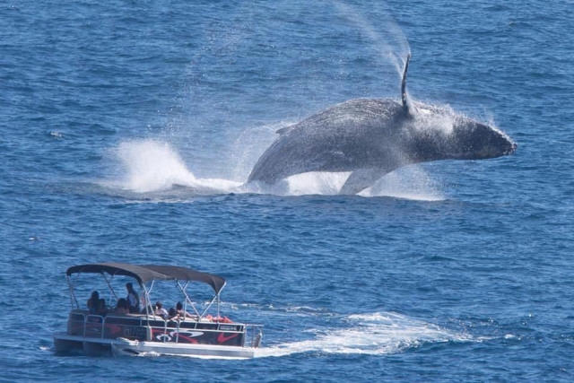  Baleines à La Paz 