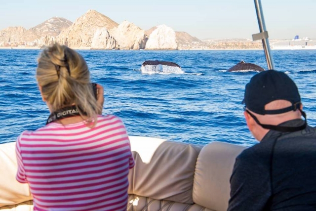  Whale season 