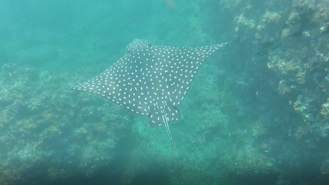  Nada com animais marinhos 