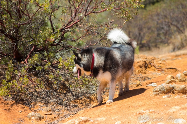 Caminata con mascotas