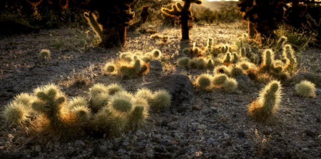Plantas cactáceas