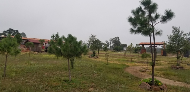 PINOS Y ENCINOS