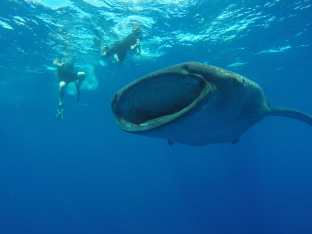 令人生畏的存在 