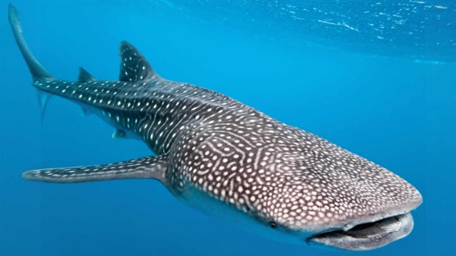 Un monstruo marino