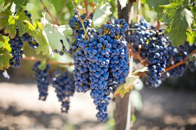  Besichtigen Sie die besten Weinberge 