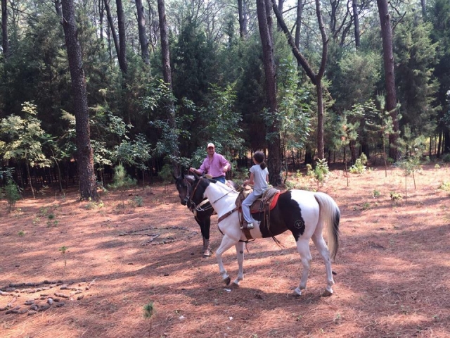  We will explain all the benefits of living with horses 