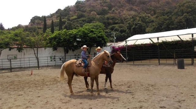  Discover the advantages of equine therapy 