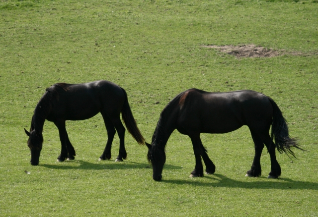  Tripe grazing in an environment of clean air 