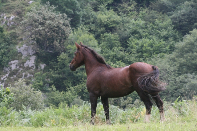  Quarter horse of Mile