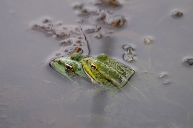  Frogs in the lake 