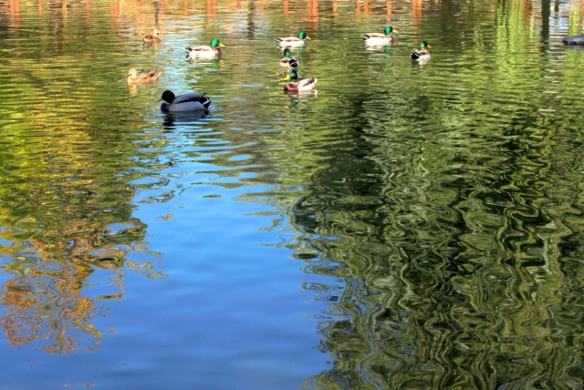  Ducks swimming in the pond 
