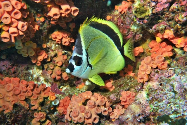  拉巴斯湾的海洋生物 