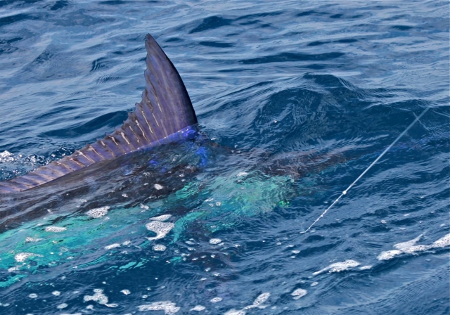  Pesca ai grandi merli 