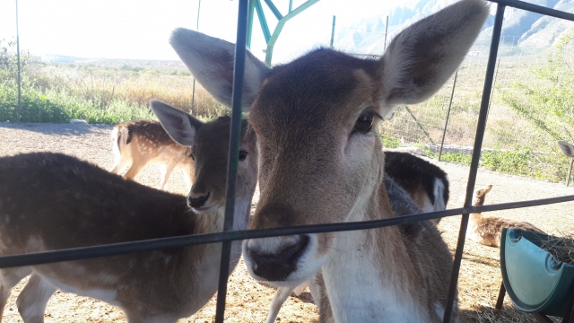  Hirsche während der Safari 