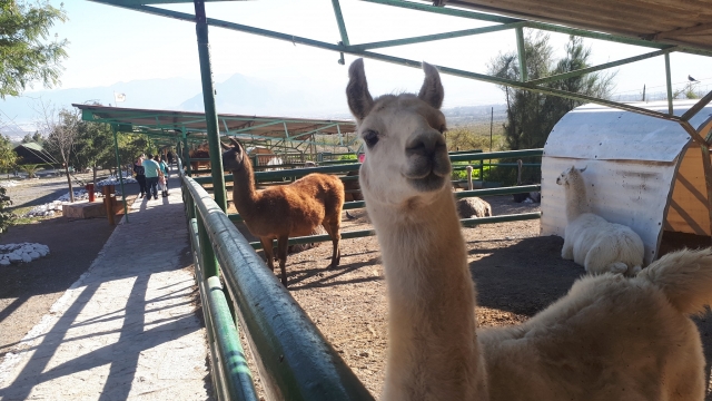  Lamas auf der Safari-Tour 