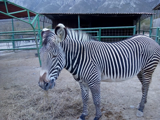  Zebras in den Anlagen 