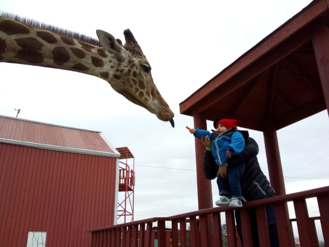  Safari mit Giraffen Monterrey 