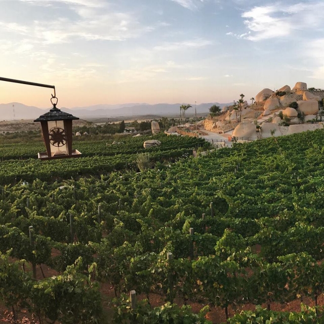  Vignobles de la Valle de Guadalupe